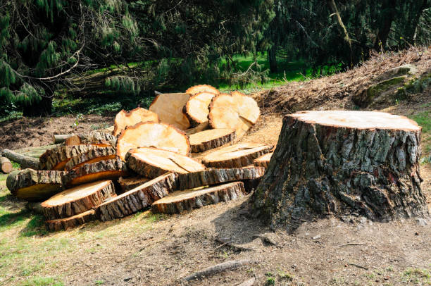 How Our Tree Care Process Works  in  Suamico, WI